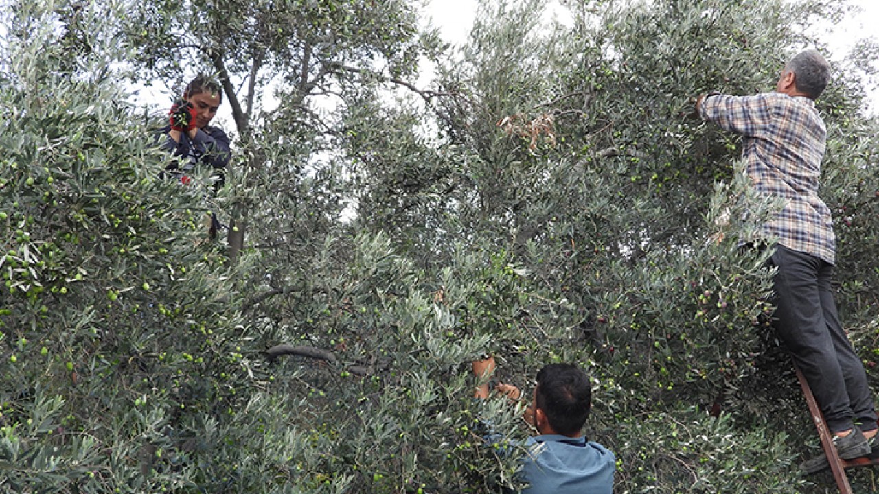 Meşhur halhallı zeytininde hasat dönemi