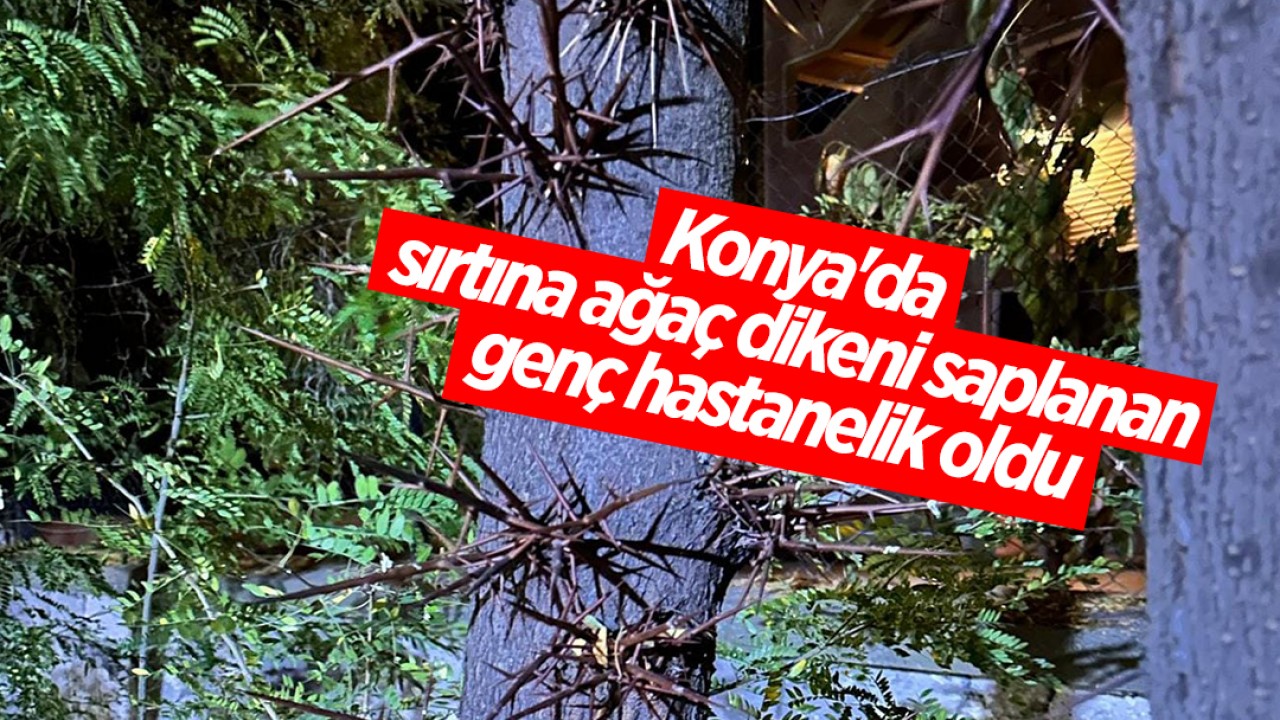 Konya’da sırtına ağaç dikeni saplanan genç hastanelik oldu