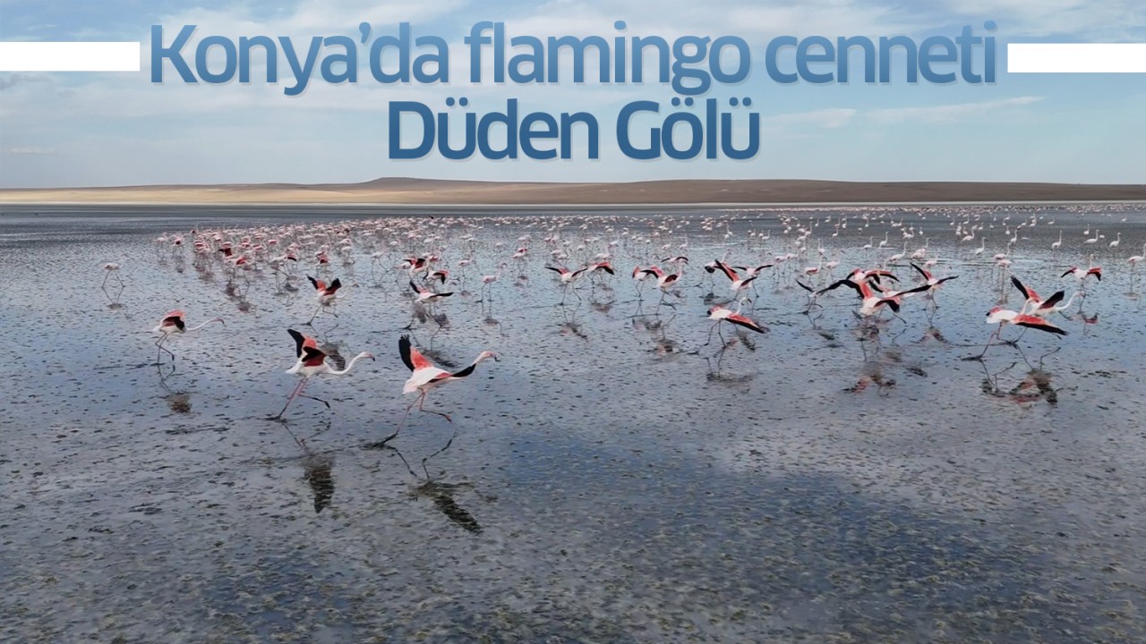 Konya’da flamingo cenneti: Düden Gölü