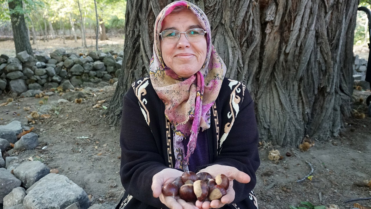 Asırlık ağaçlardan kestane hasadı