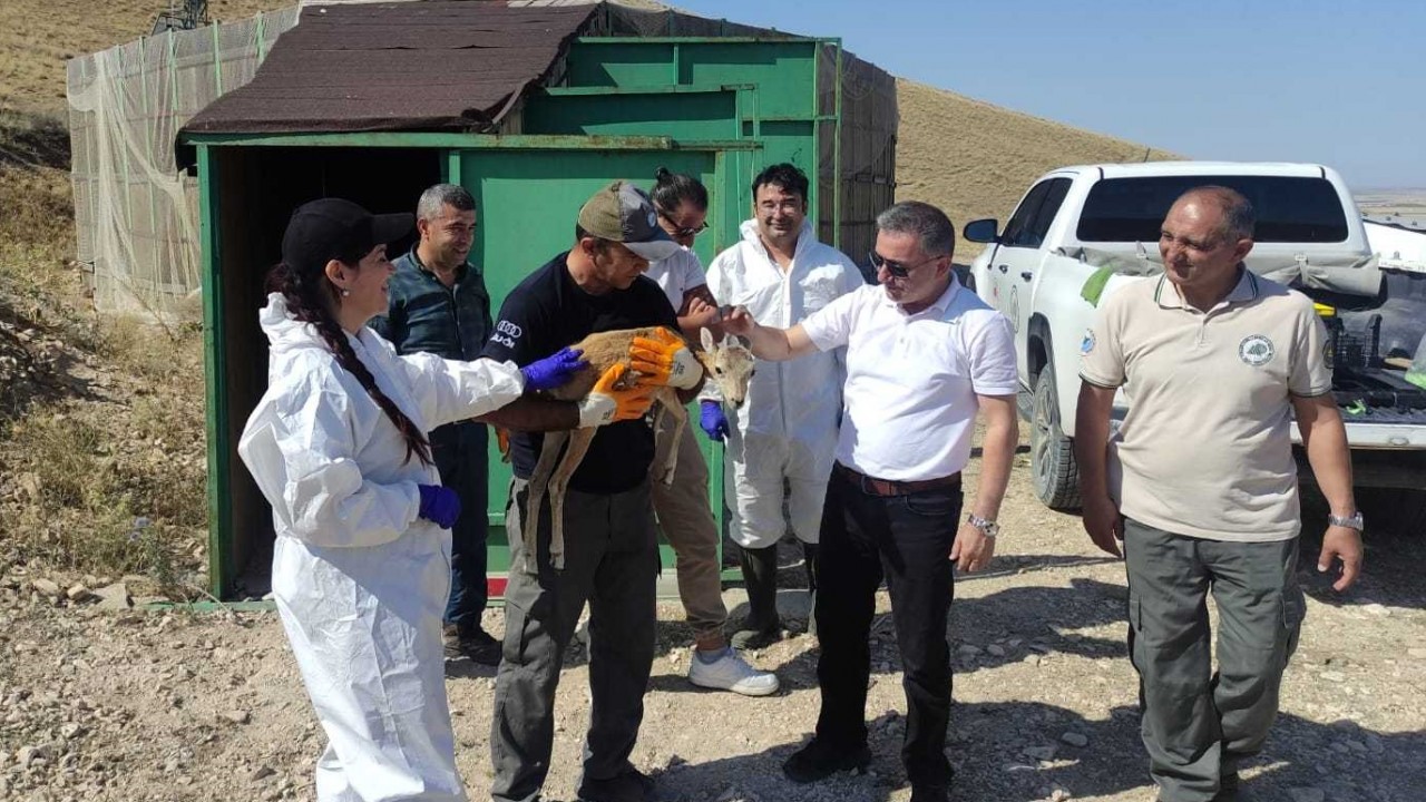 Türkiye'ye özgü nadir türlerden! Hastalık riskine karşı aşılandı