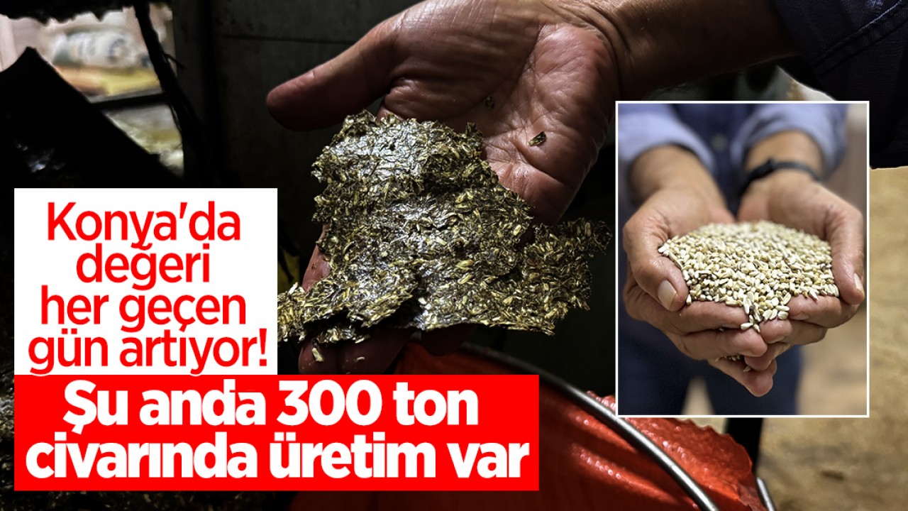 Konya’da değeri her geçen gün artıyor! Şu anda 300 ton civarında üretim var