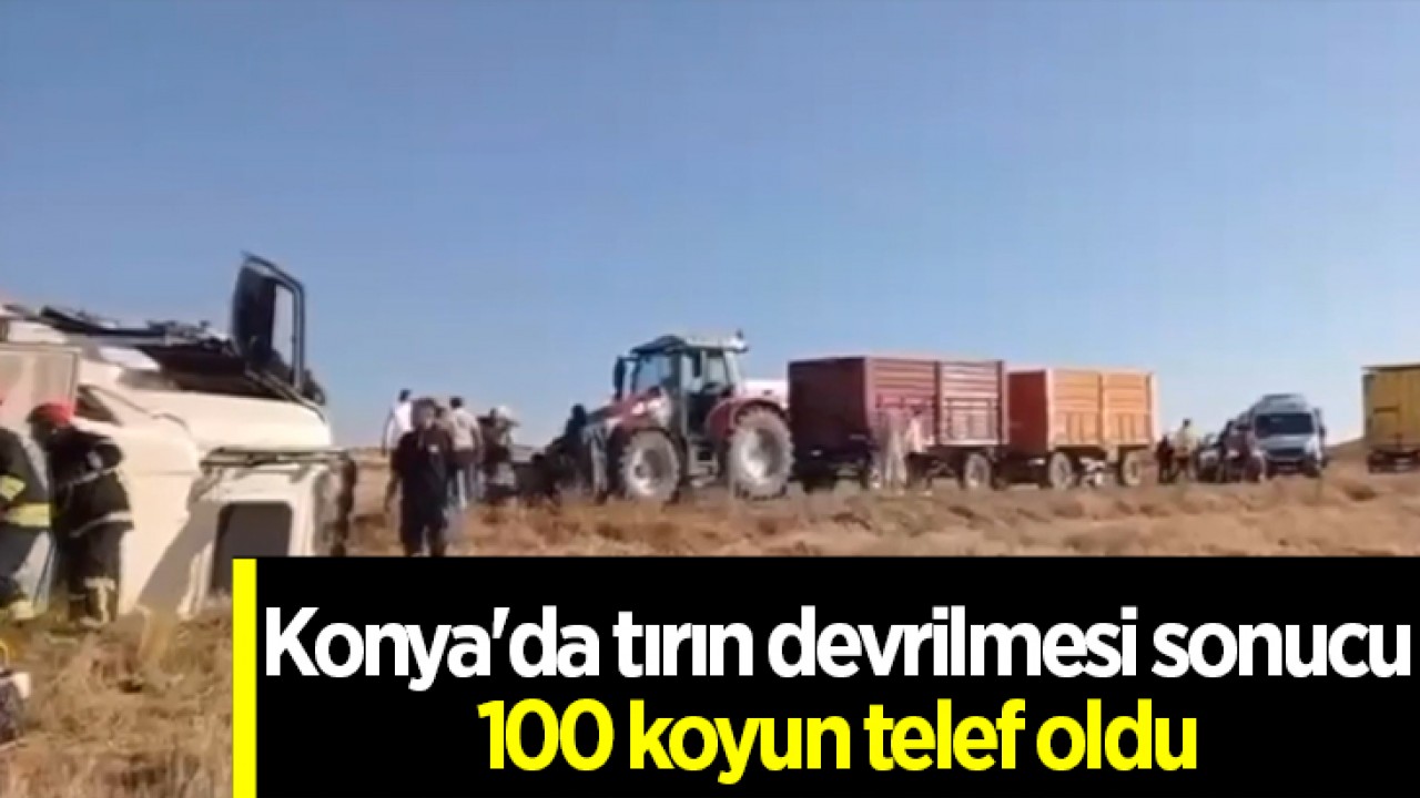 Konya’da tırın devrilmesi sonucu 100 koyun telef oldu