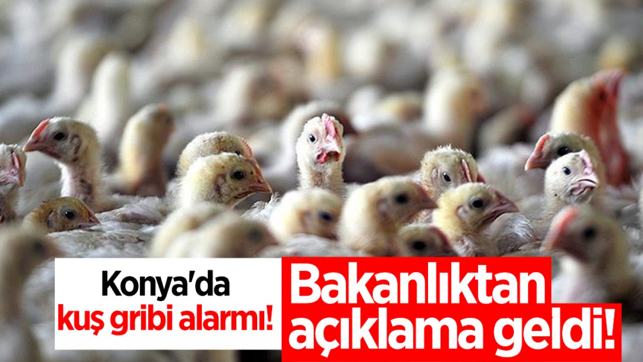 Konya’da kuş gribi alarmı! Bakanlıktan açıklama geldi!