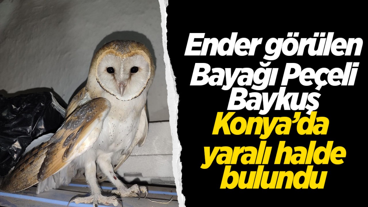 Ender görülen Bayağı Peçeli Baykuş, Konya’da yaralı halde bulundu