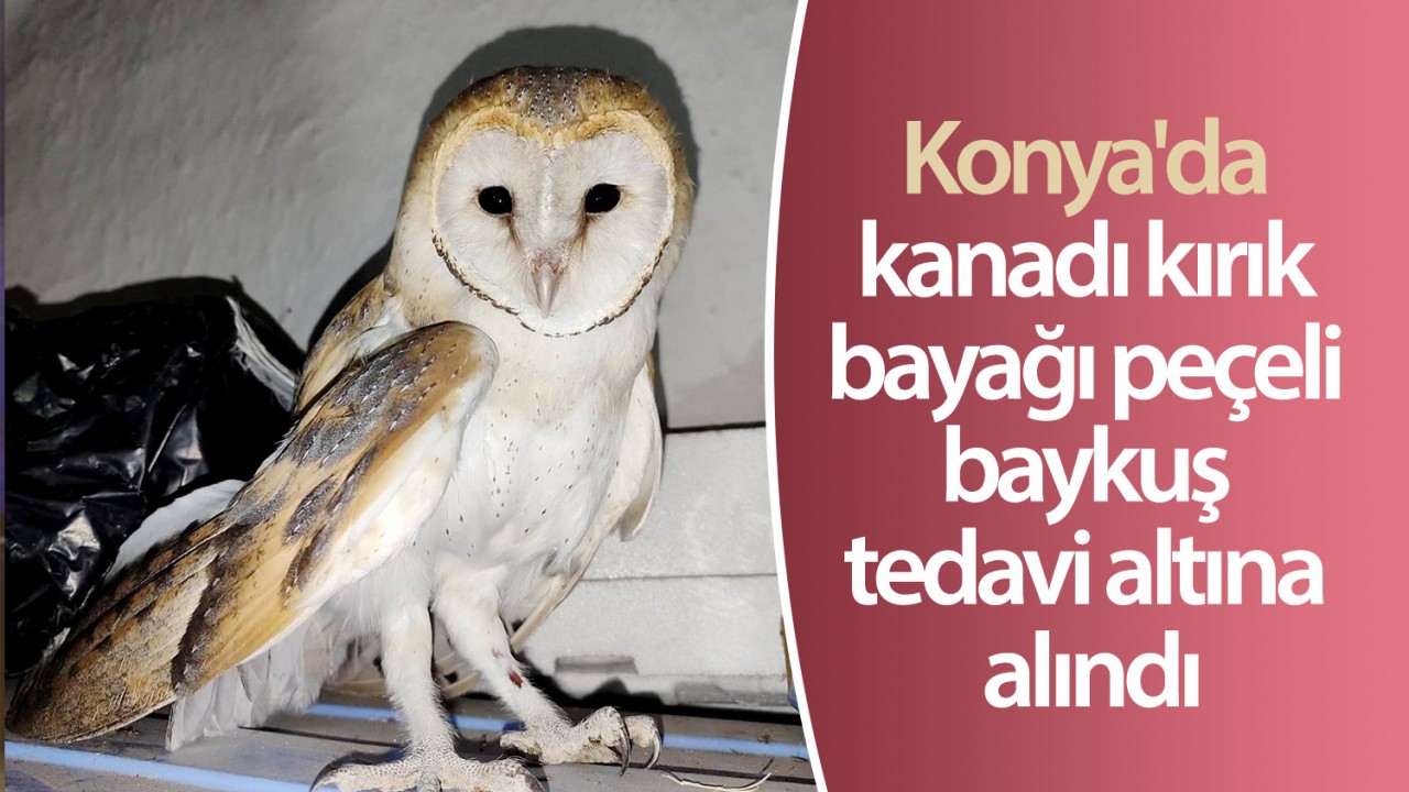 Konya’da kanadı kırık bayağı peçeli baykuş tedavi altına alındı