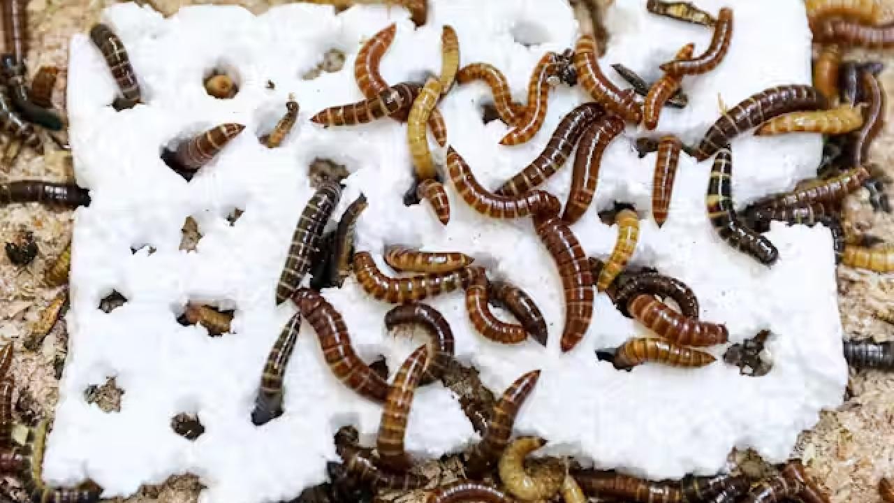 Plastik kirliliğine karşı doğal çözüm: Plastik yiyen böcekler