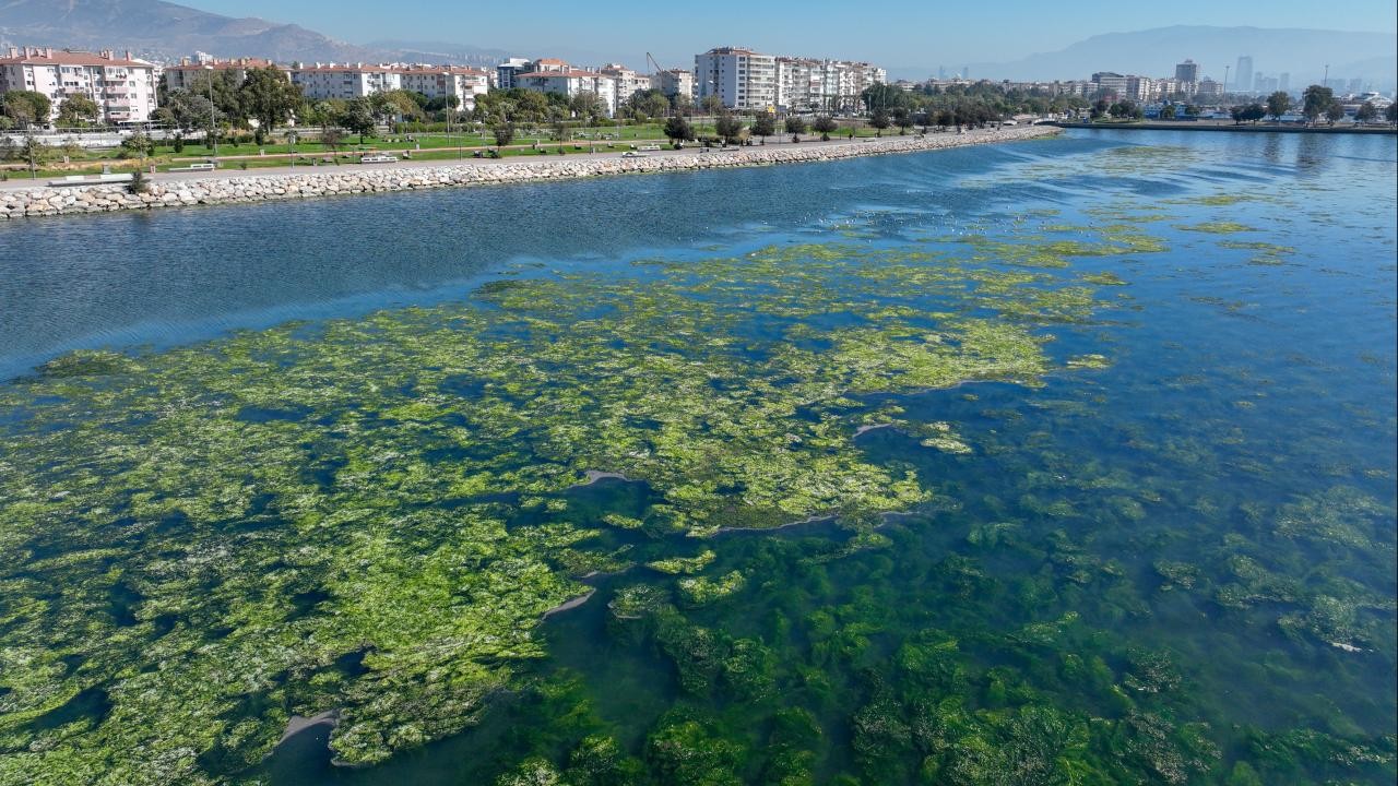 Balık ölümlerinden sonra şimdi de yosun kirliliği