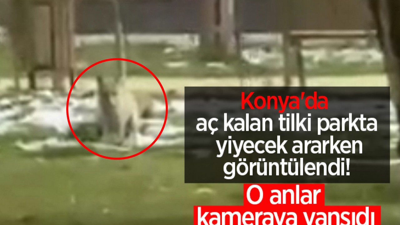 Konya'da aç kalan tilki parkta yiyecek ararken görüntülendi! O anlar kameraya yansıdı 