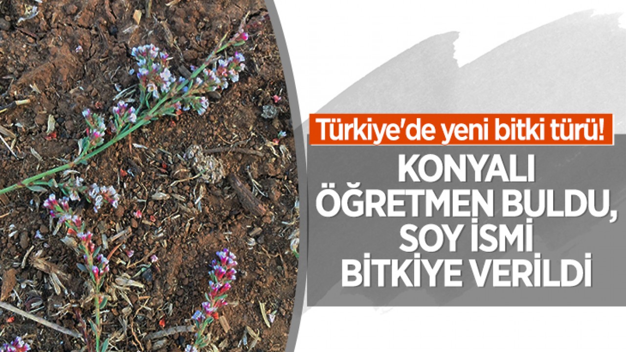 Türkiye’de yeni bitki türü! Konyalı öğretmen buldu, soy ismi bitkiye verildi