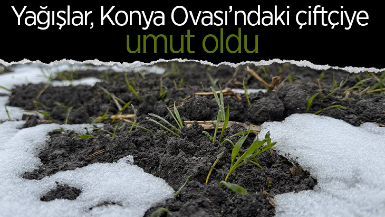 Yağışlar, Konya Ovası’ndaki çiftçiye umut oldu