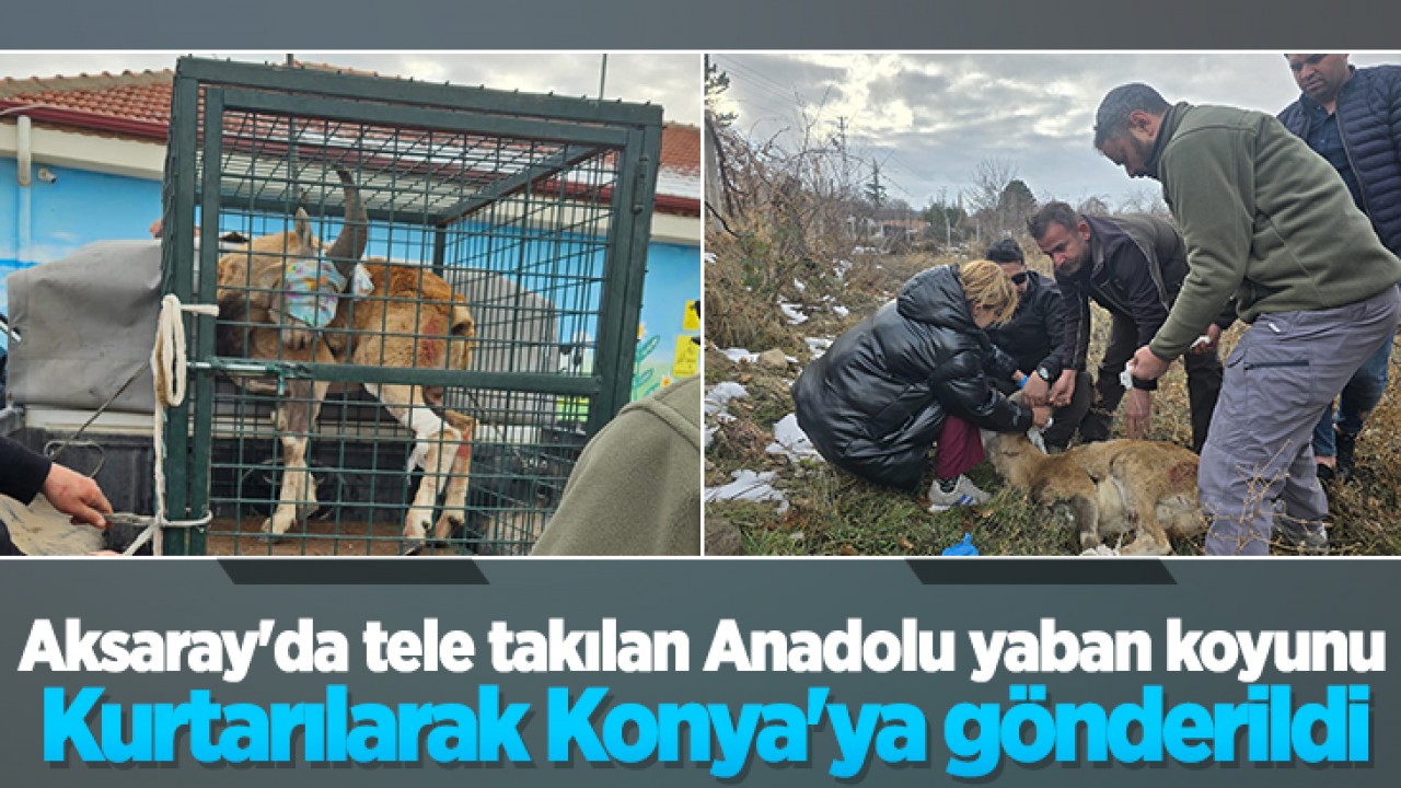 Aksaray'da tele takılan Anadolu yaban koyunu kurtarılarak Konya'ya gönderildi