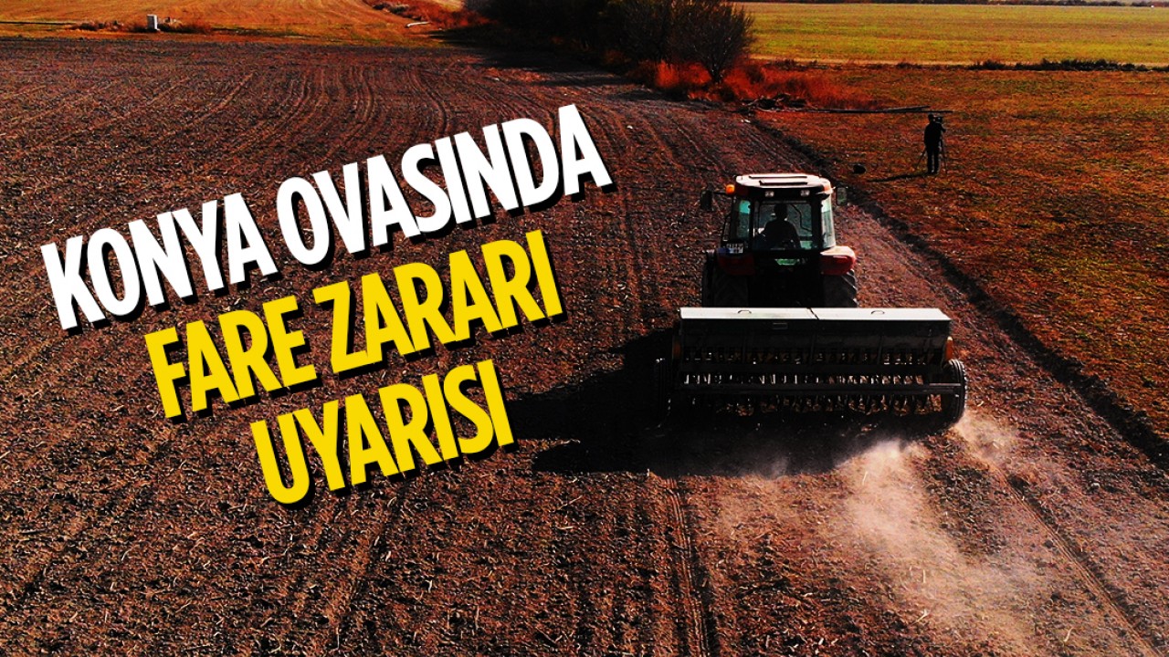 Konya Ovasında ‘fare zararı' uyarısı