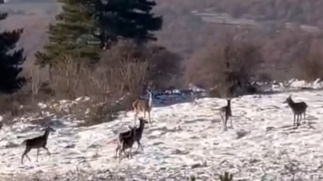 Ormanda yiyecek bulmakta zorlanan karaca sürüsü yaylaya indi