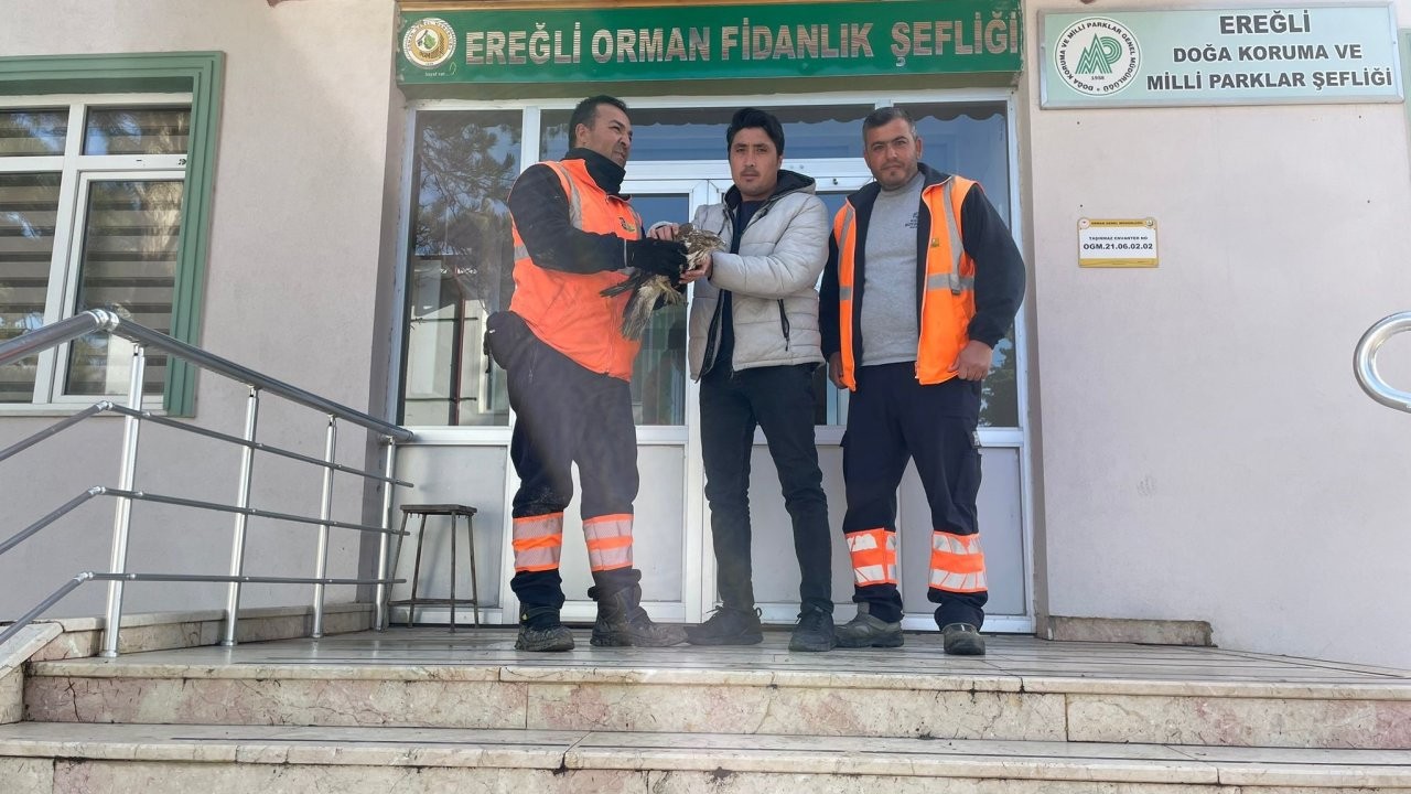 Ereğli'de yaralı şahin doğa koruma ekiplerine teslim edildi