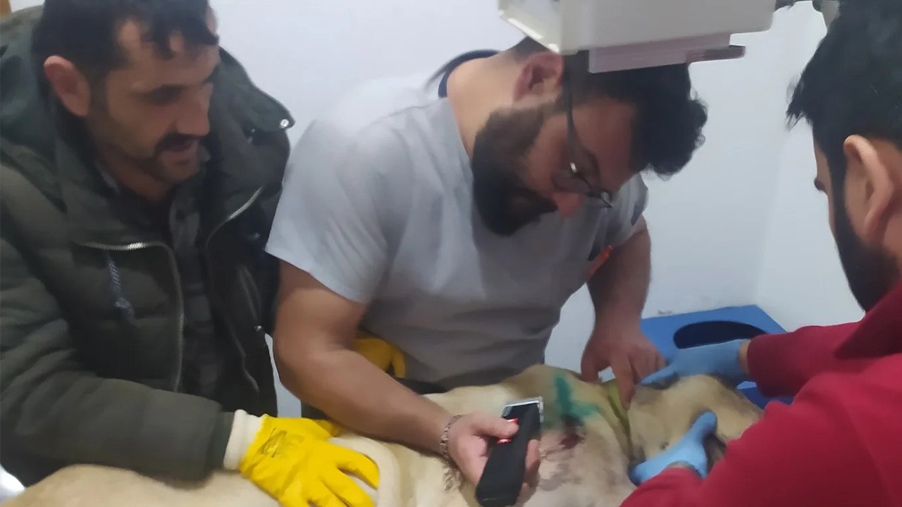 Tabancayla vurulan köpek tedaviye alındı