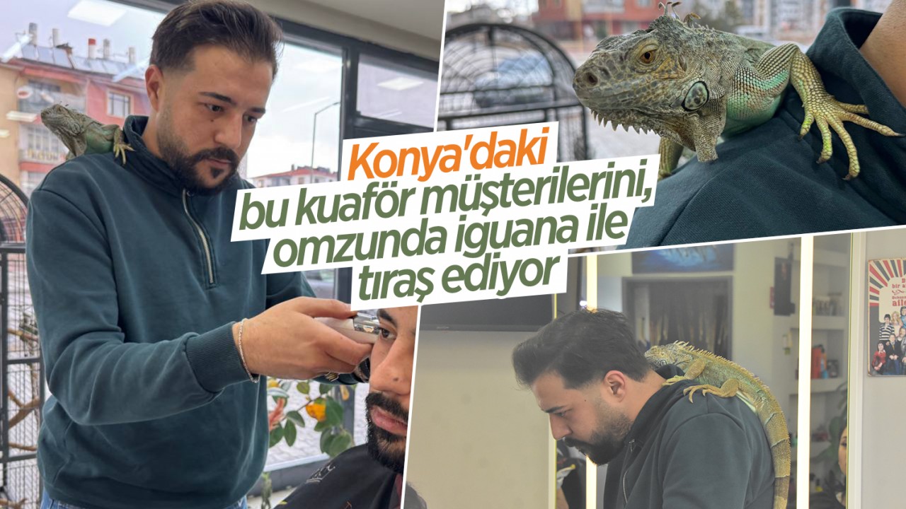 Konya'daki bu kuaför müşterilerini omzunda iguana ile tıraş ediyor