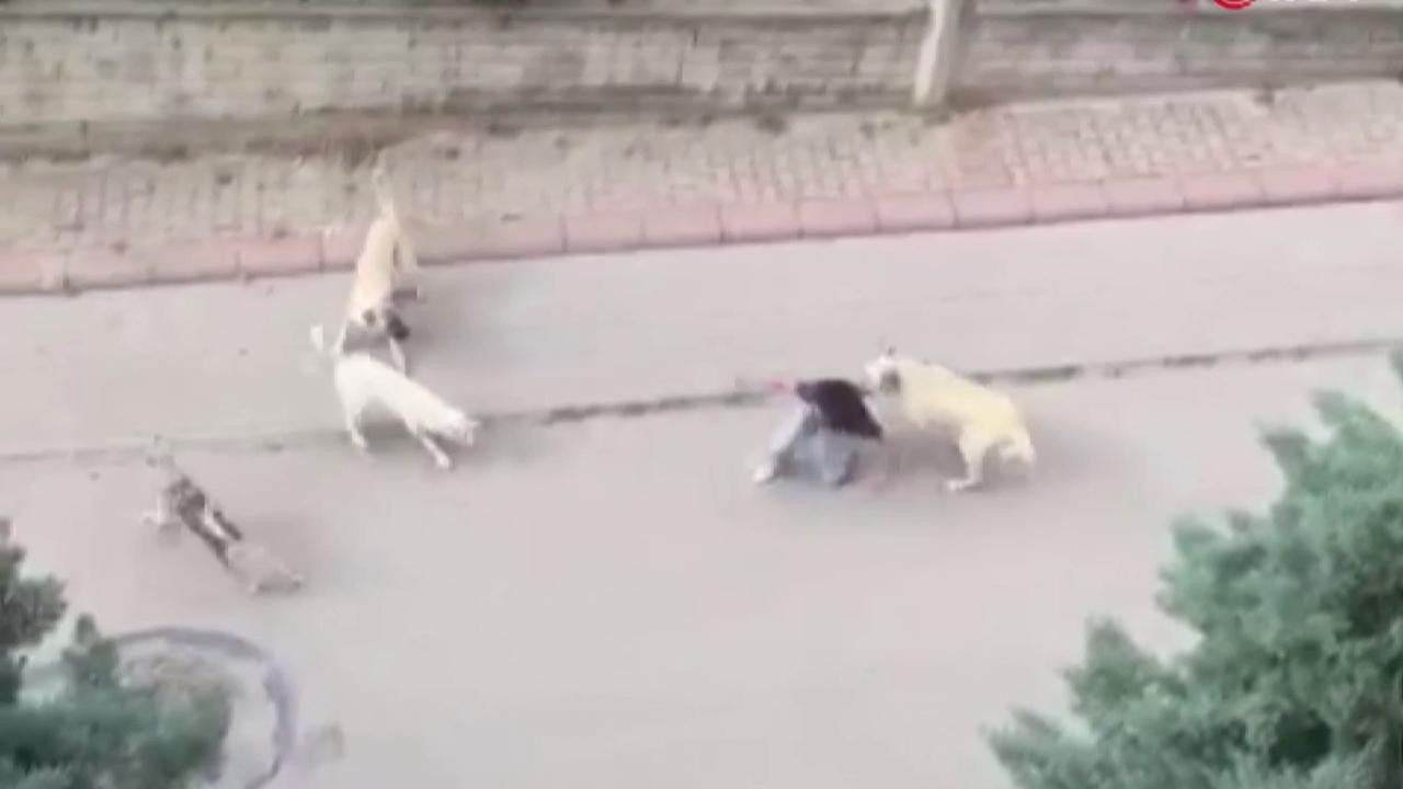 13 yaşındaki çocuk başıboş köpeklerin saldırısına uğradı 