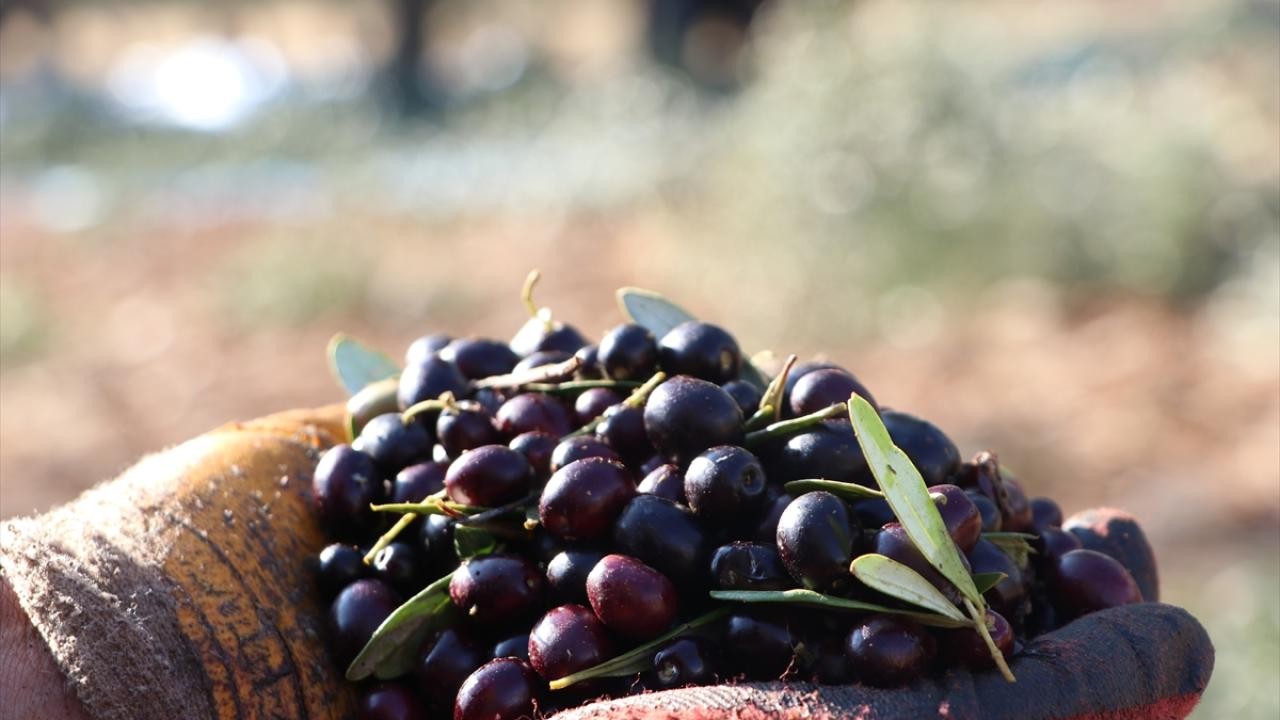 Türkiye’nin zeytin üretimi 2024’te rekora ulaştı