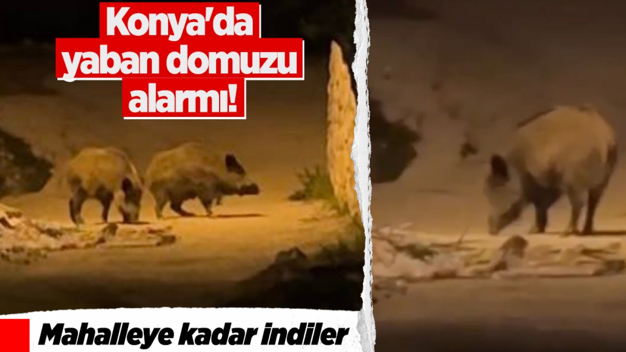 Konya’da yaban domuzu alarmı! Mahalleye kadar indiler