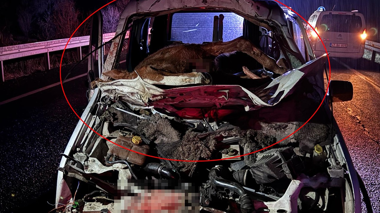 Hafif ticari aracın çarptığı at, ön camdan içeri girdi! Sürücü ağır yaralandı