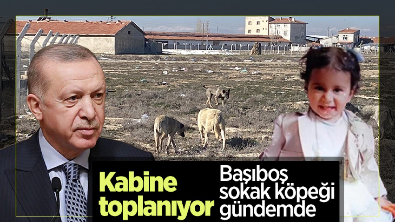 Kabine toplanıyor: Gündemde Başıboş sokak köpeği sorunu da var