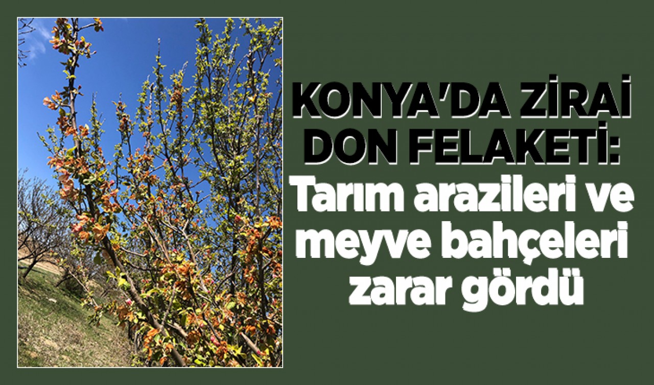 Konya'da zirai don felaketi: Tarım arazileri ve meyve bahçeleri zarar gördü