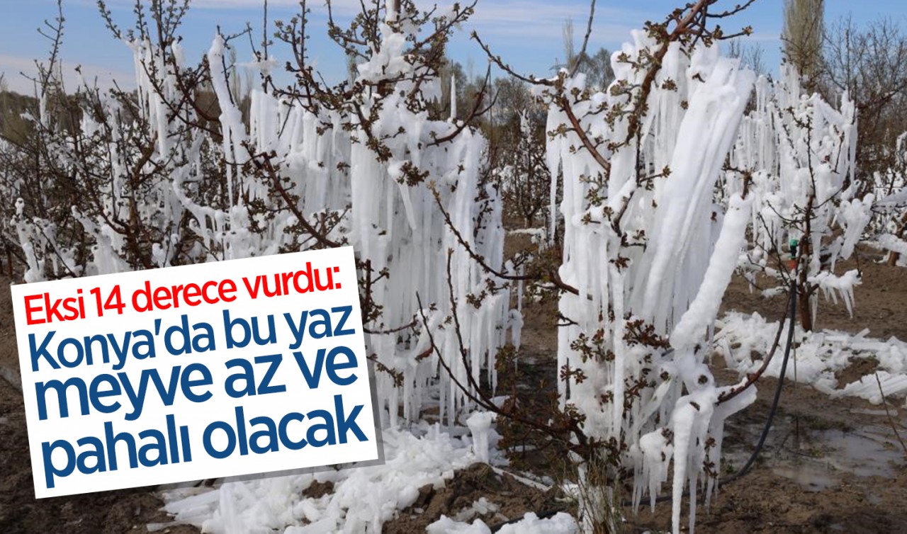 Eksi 14 derece vurdu: Konya'da bu yaz meyve az ve pahalı olacak