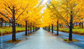 Long road Yellow Ginkgo Tree Tunnel in Autumn at Fukushima Japan Stock  Photo | Adobe Stock